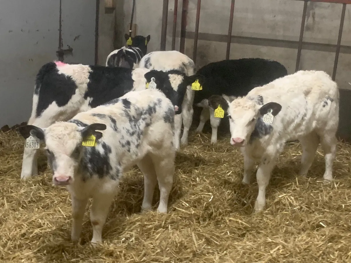 Smashing AI Bred Belgian Blue Heifer Calves for sale in Co. Galway for