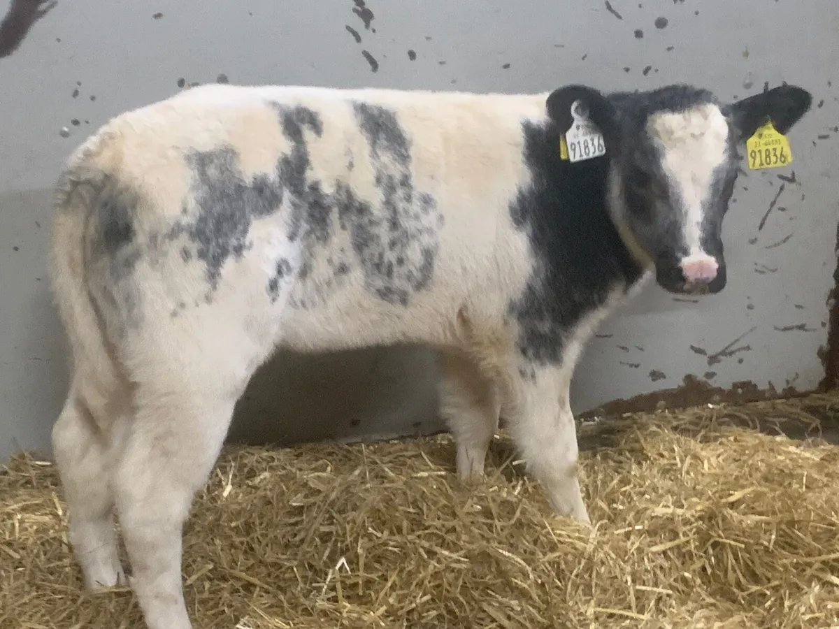 Smashing AI Bred Belgian Blue Heifer Calves for sale in Co. Galway for