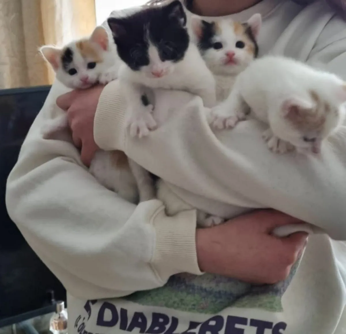 Done discount deal kittens