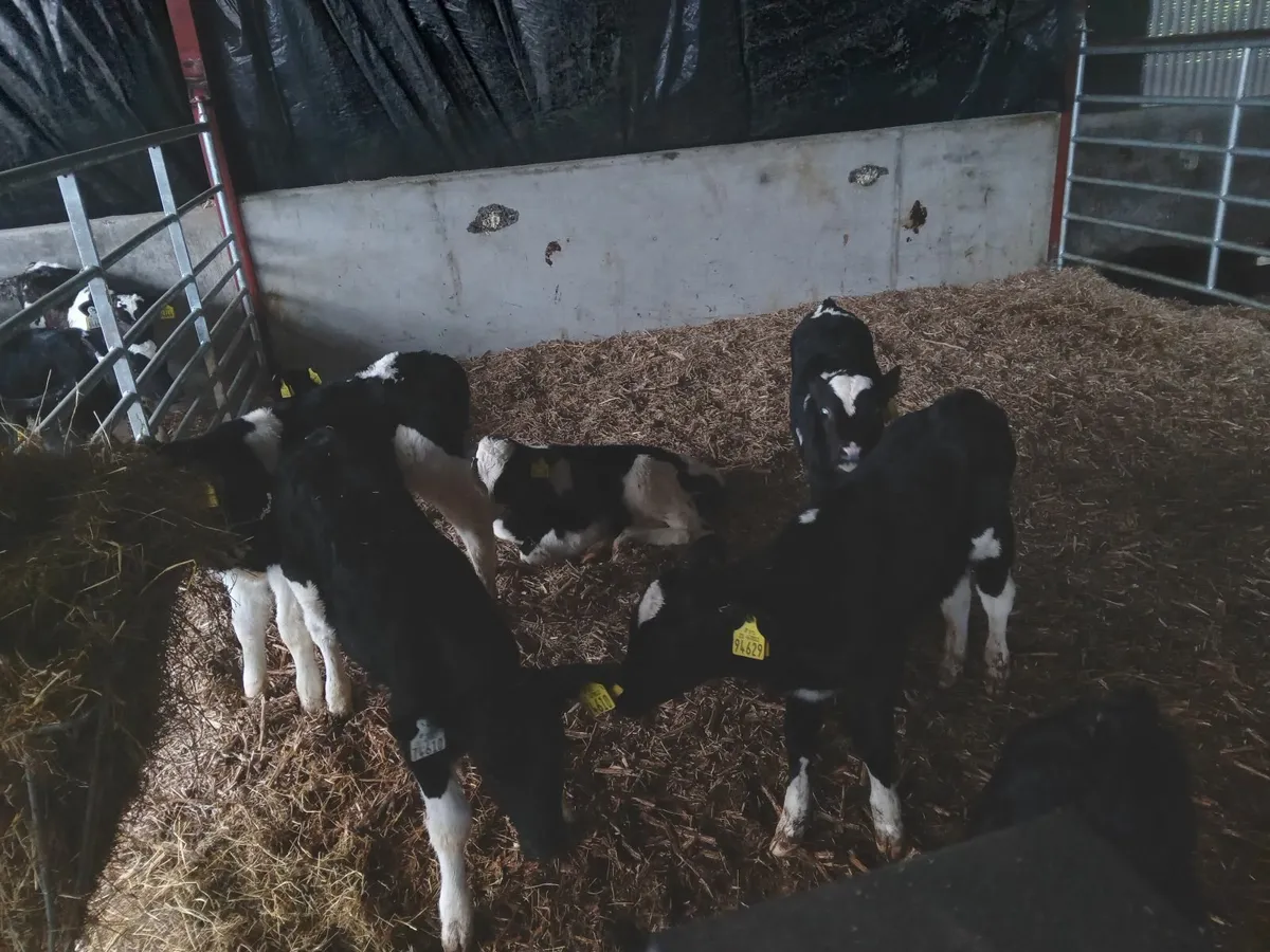 Freisan heifer calves - Image 1