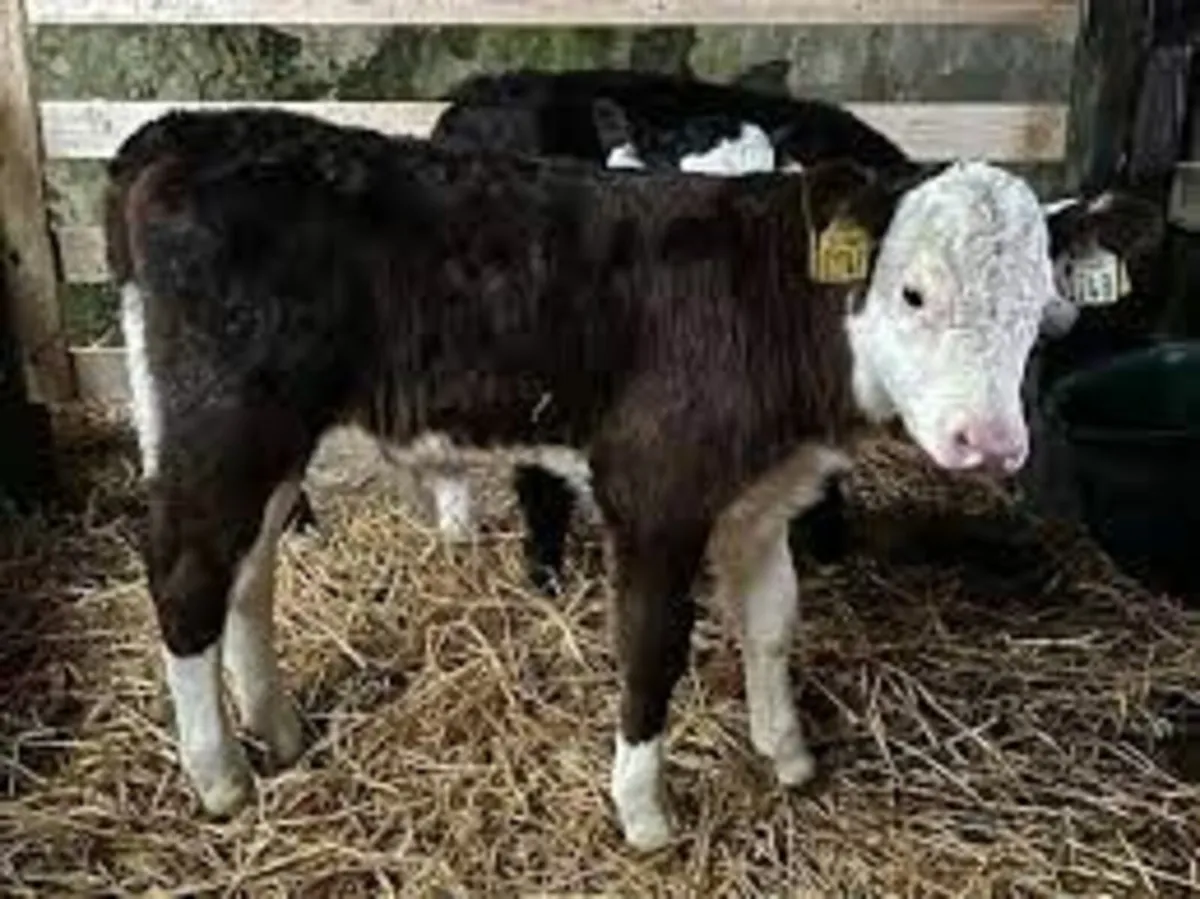 Hereford X calves / White head Calves for sale in Co. Longford for €220