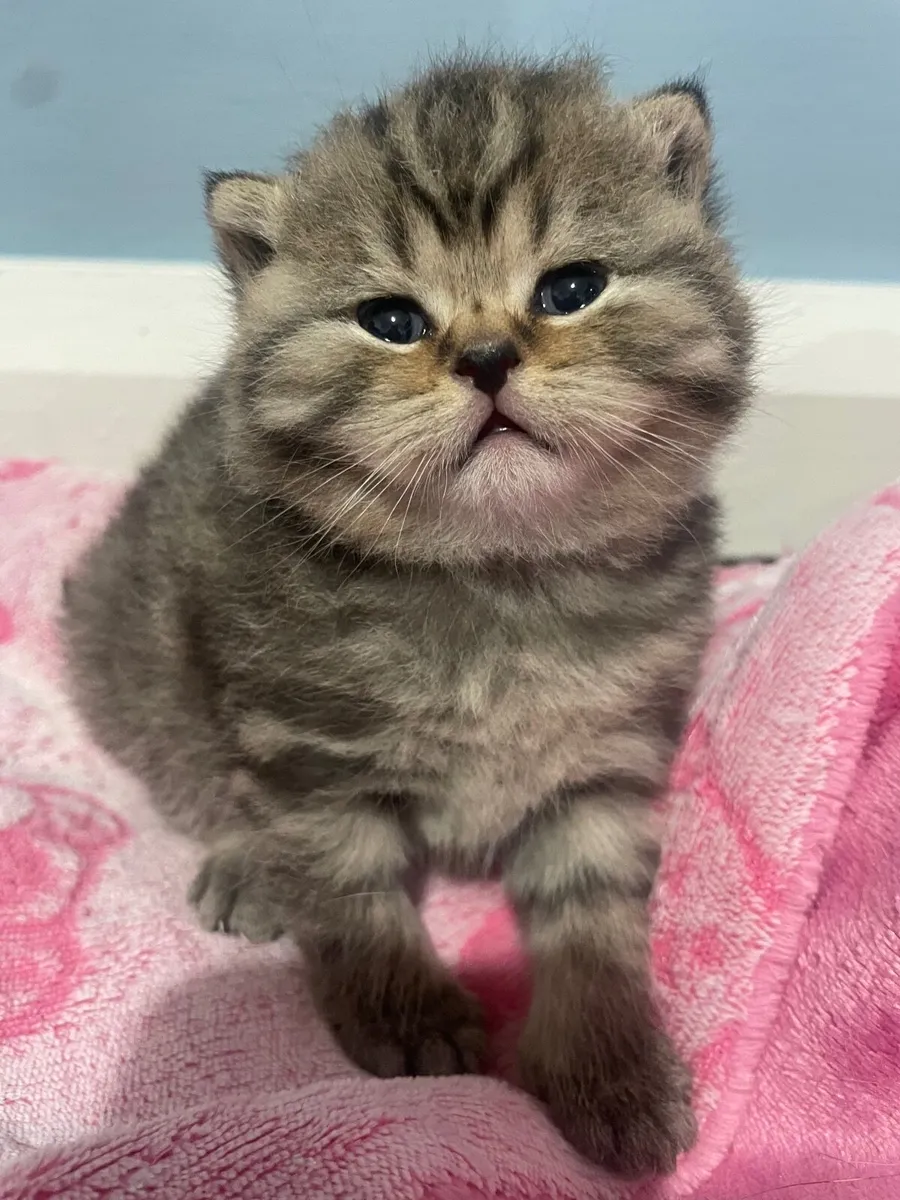 British Shorthair (deposit taken) - Image 1