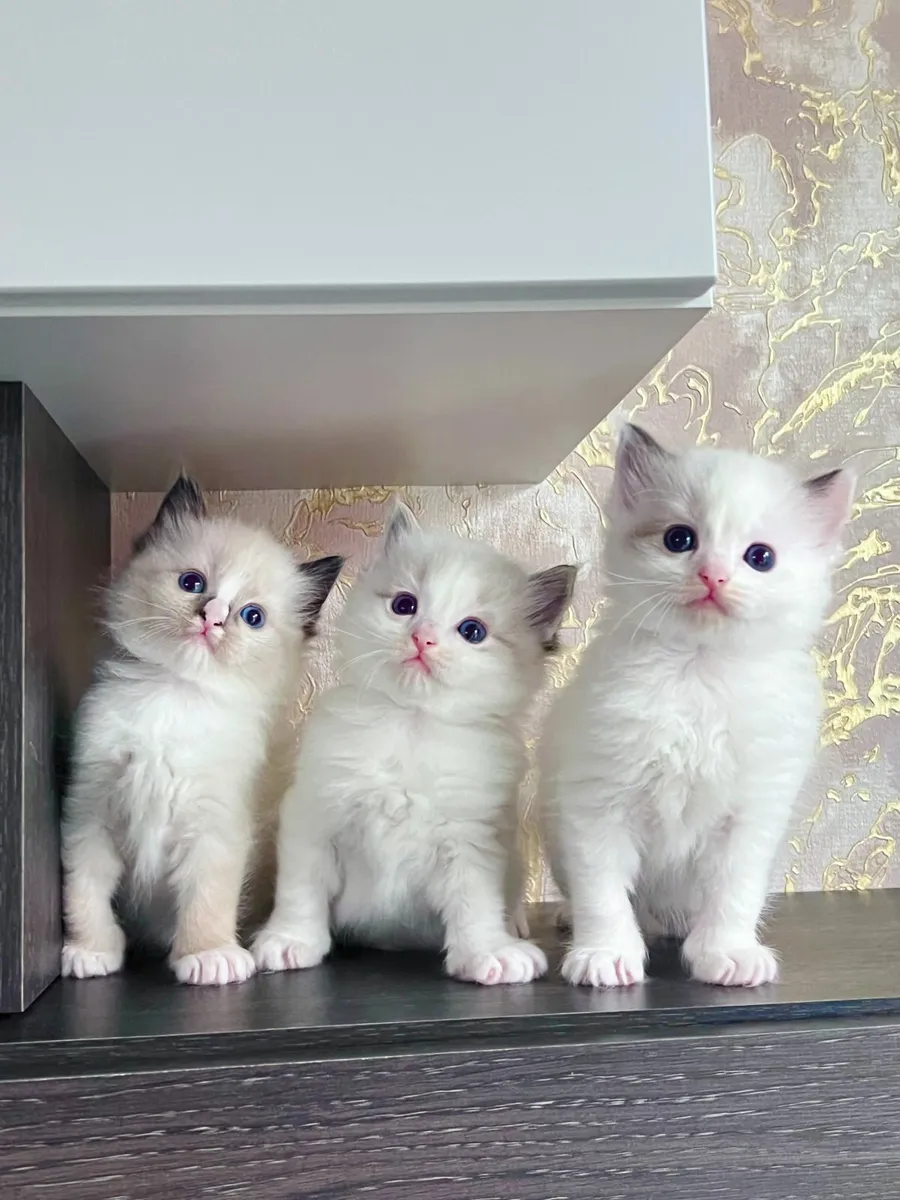 Purebred kittens hot sale for sale