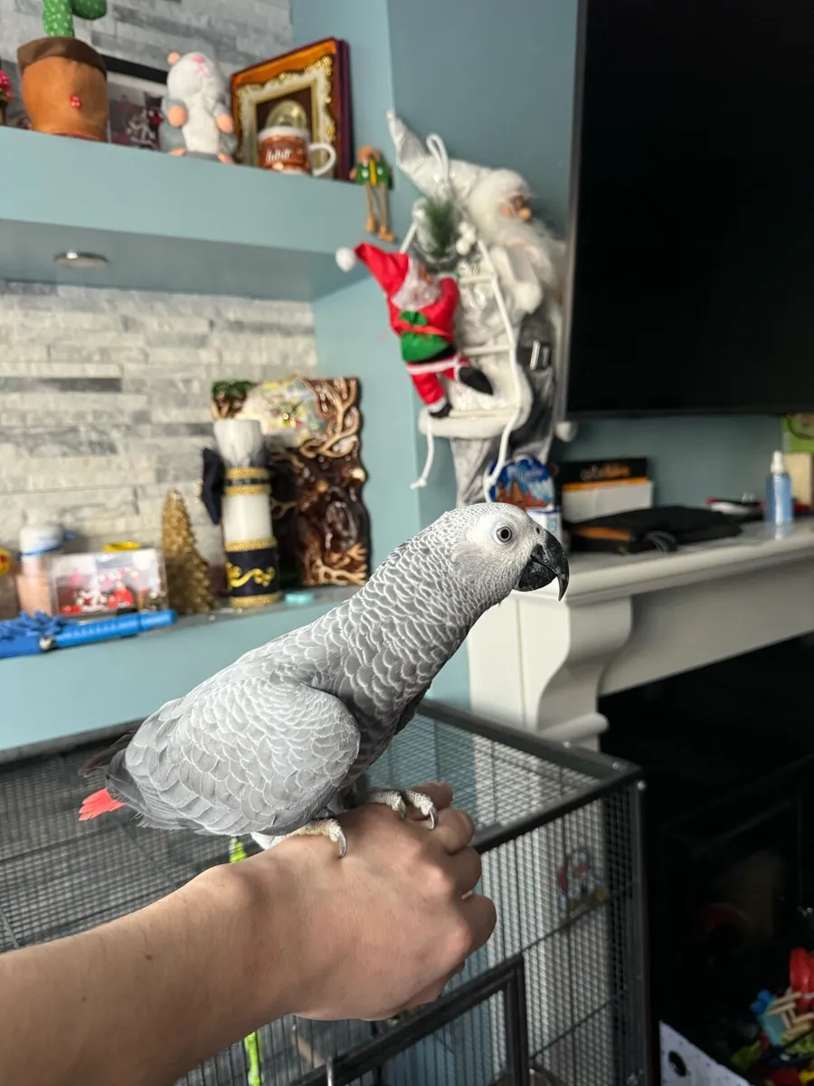 African grey - Image 1