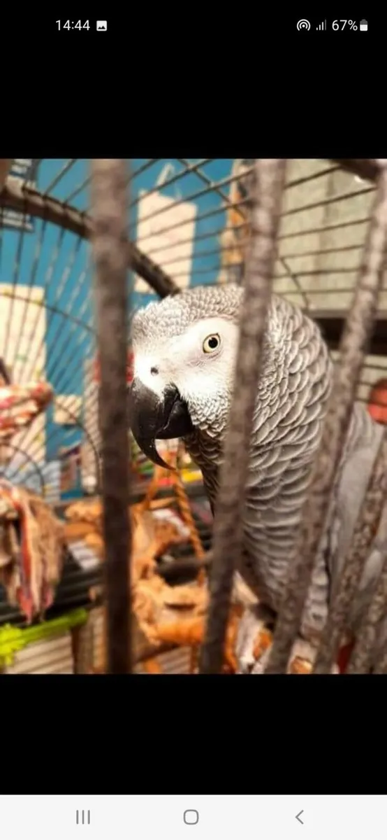 African grey parrot - Image 1