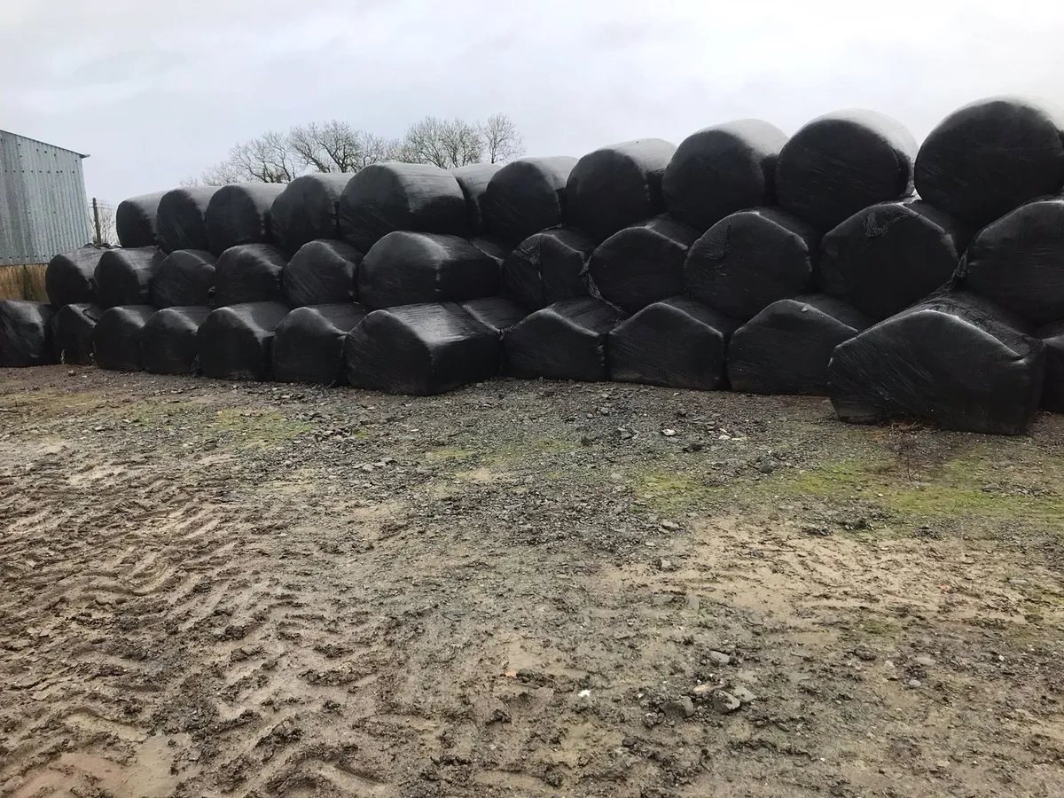 Silage For Sale