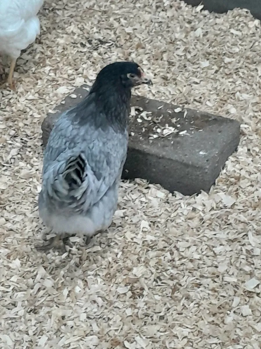 Poultry - Image 3