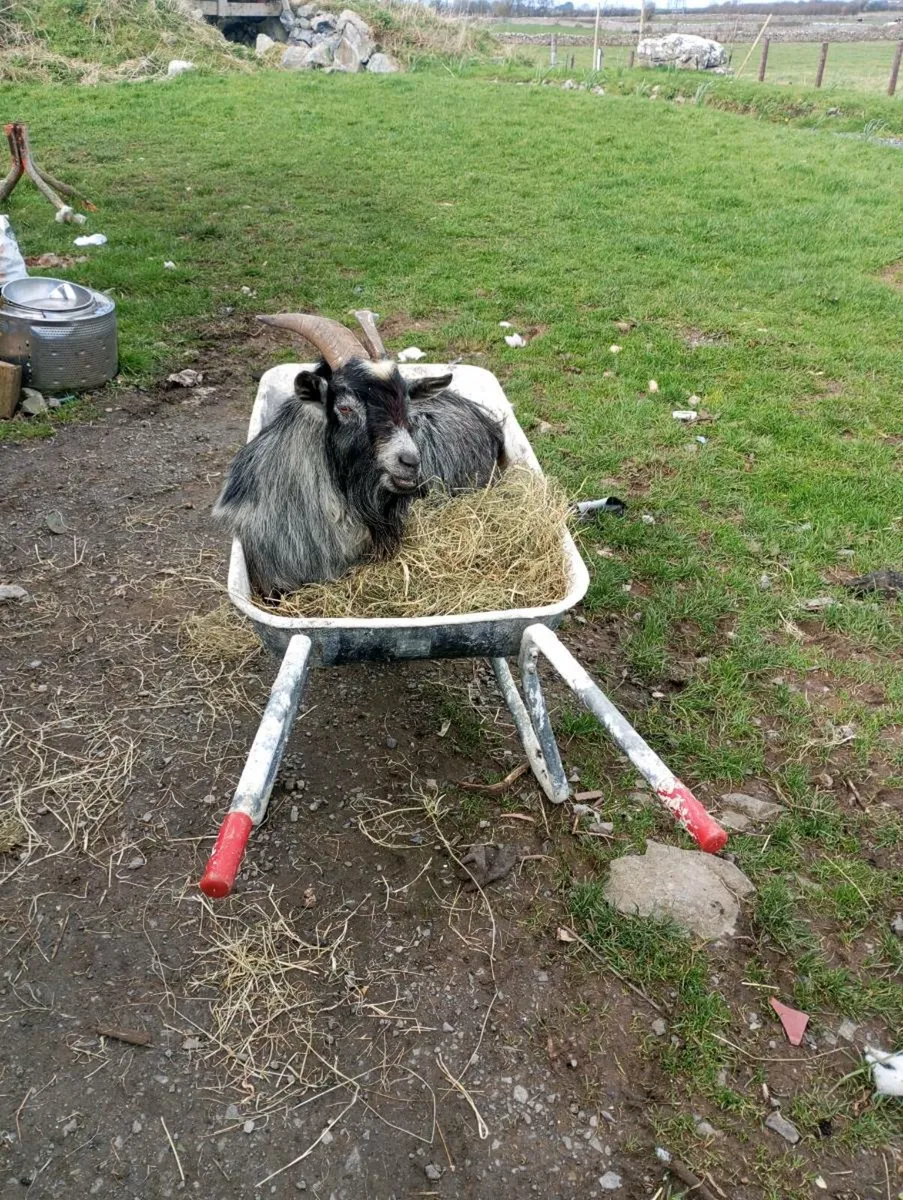 Pigmy Goat free to a good home