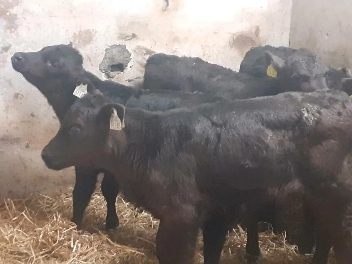 Angus Heifer Calves for sale in Co. for €0 on DoneDeal