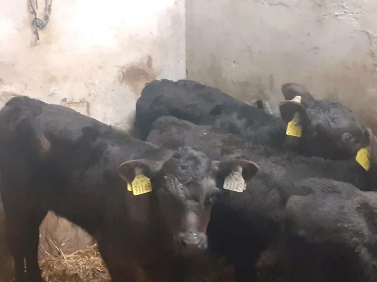 Angus Heifer Calves for sale in Co. for €0 on DoneDeal
