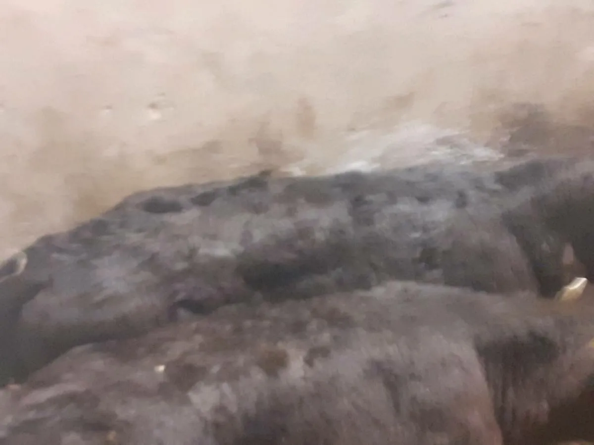 Angus Heifer Calves for sale in Co. for €0 on DoneDeal