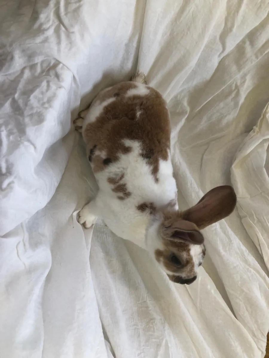 Pedigree Mini Rex Rabbits [2 females left] for sale in Co. Meath for €