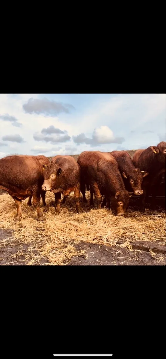 Large Selection of Pedigree Limousin Bulls