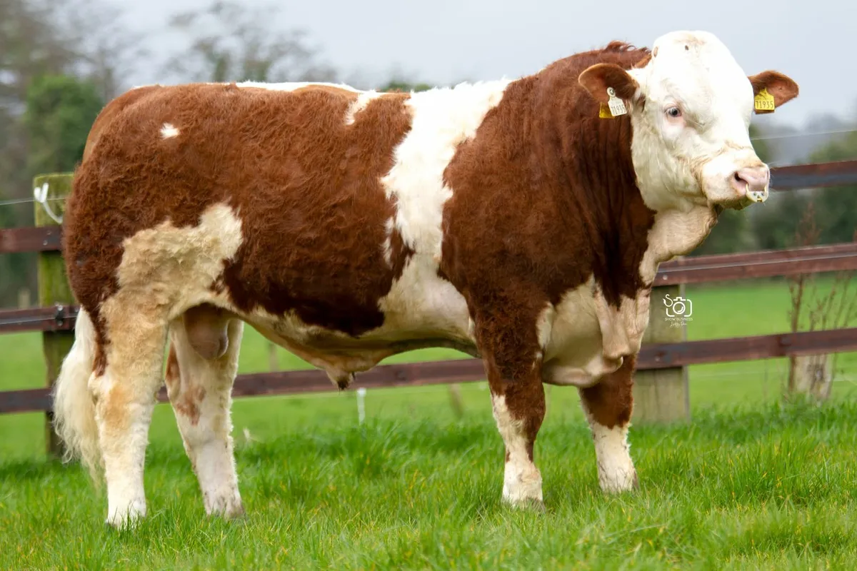 SCEP Eligible Simmental Bulls For Sale - Image 1