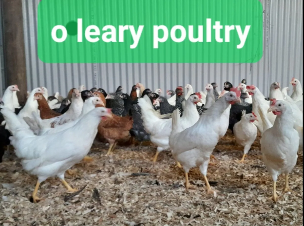 Poultry