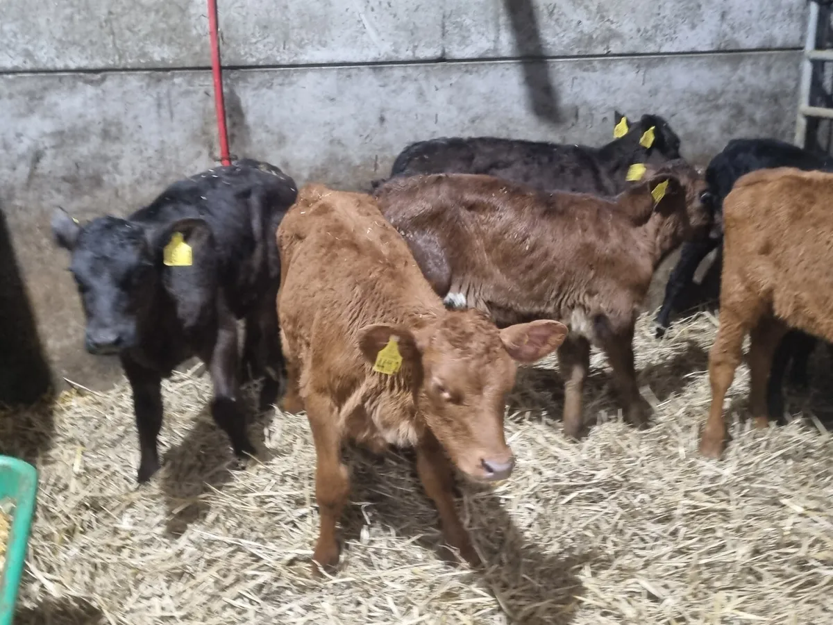 12 Reared heifers calves for sale