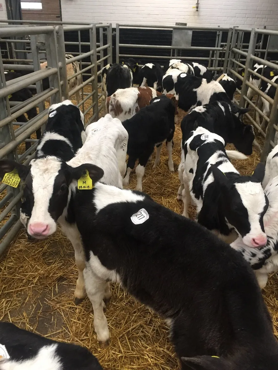 WANTED FRIESAN BULL CALVES . wanted in Co. Westmeath for €999 on DoneDeal