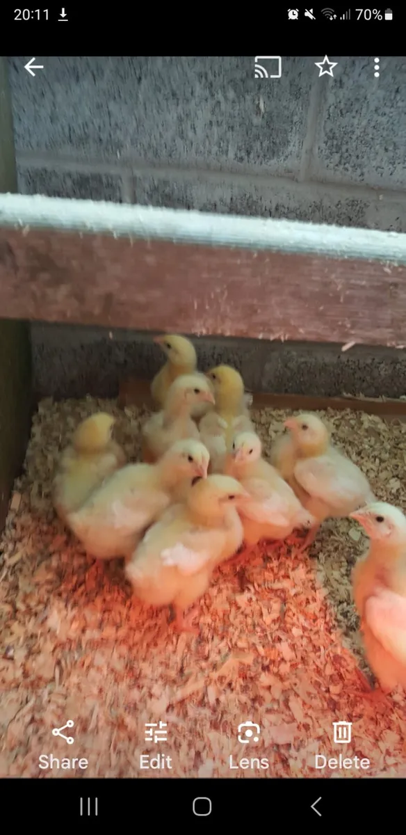 Fowl - Image 2