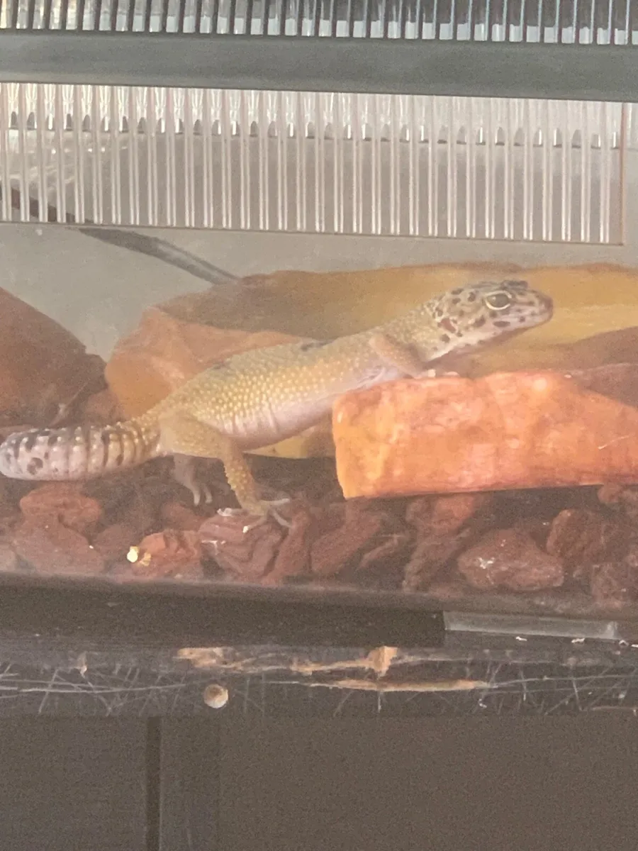 Leopard gecko lizard and enclosure