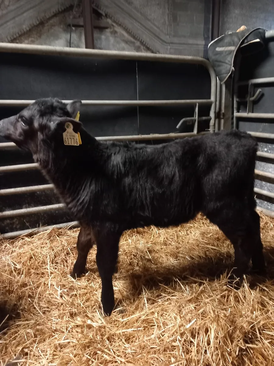 Strong angus calves for sale in Co. Galway for €225 on DoneDeal