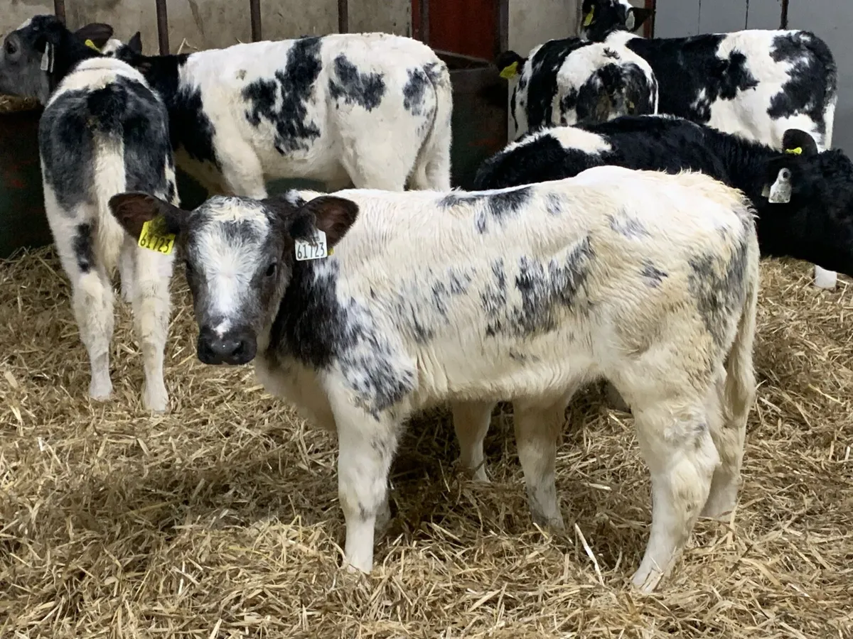 12 Serious Belgian Blue Heifer Calves for sale in Co. Galway for €0 on