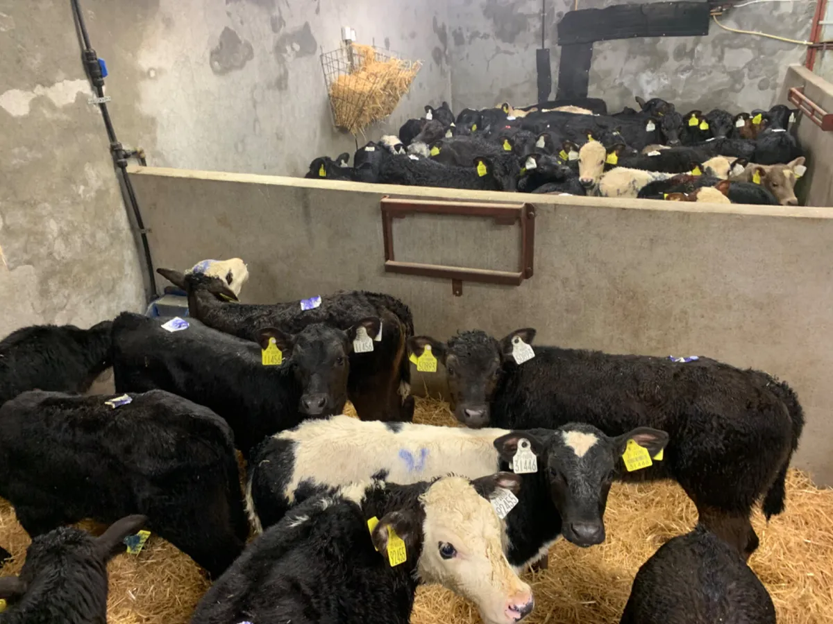 ⭐️ 70 Fresh Top Quality Calves ⭐️ - Image 1