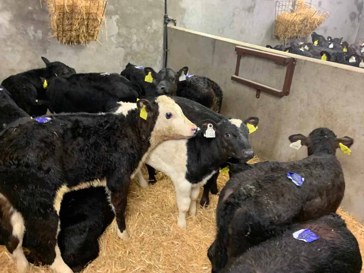 ⭐️ 70 Fresh Top Quality Calves ⭐️ - Image 3