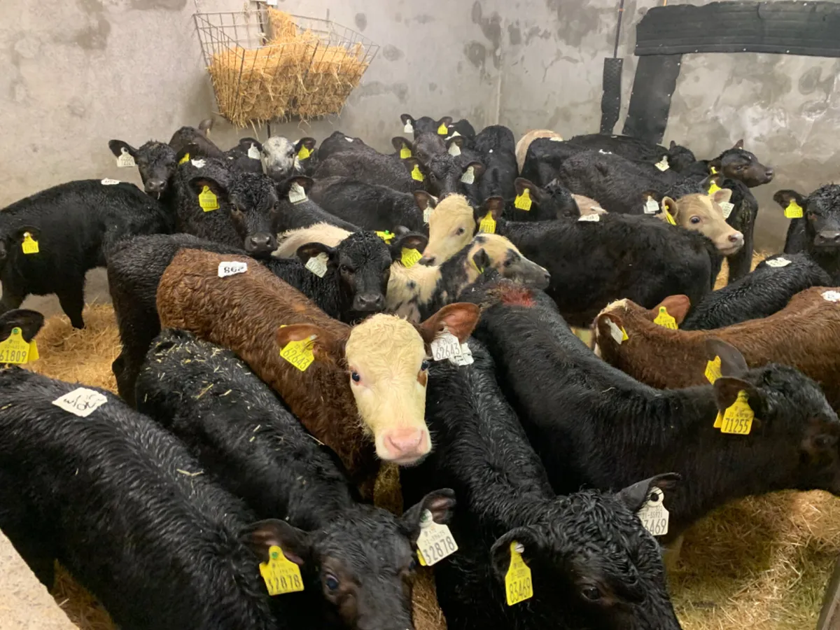 ⭐️ 70 Fresh Top Quality Calves ⭐️ - Image 4