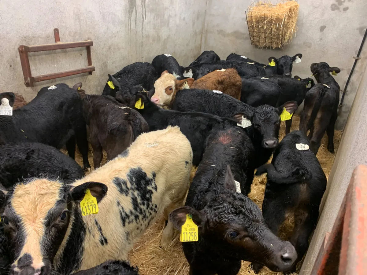 ⭐️ 70 Fresh Top Quality Calves ⭐️ - Image 2