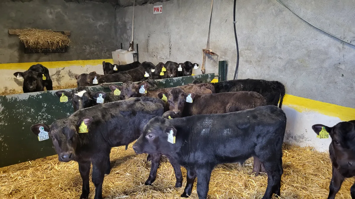 💥 14 Angus Bull Calves 💥 for sale in Co. Mayo for €0 on DoneDeal