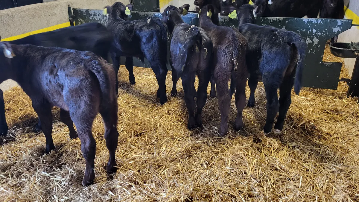 💥 14 Angus Bull Calves 💥 for sale in Co. Mayo for €0 on DoneDeal