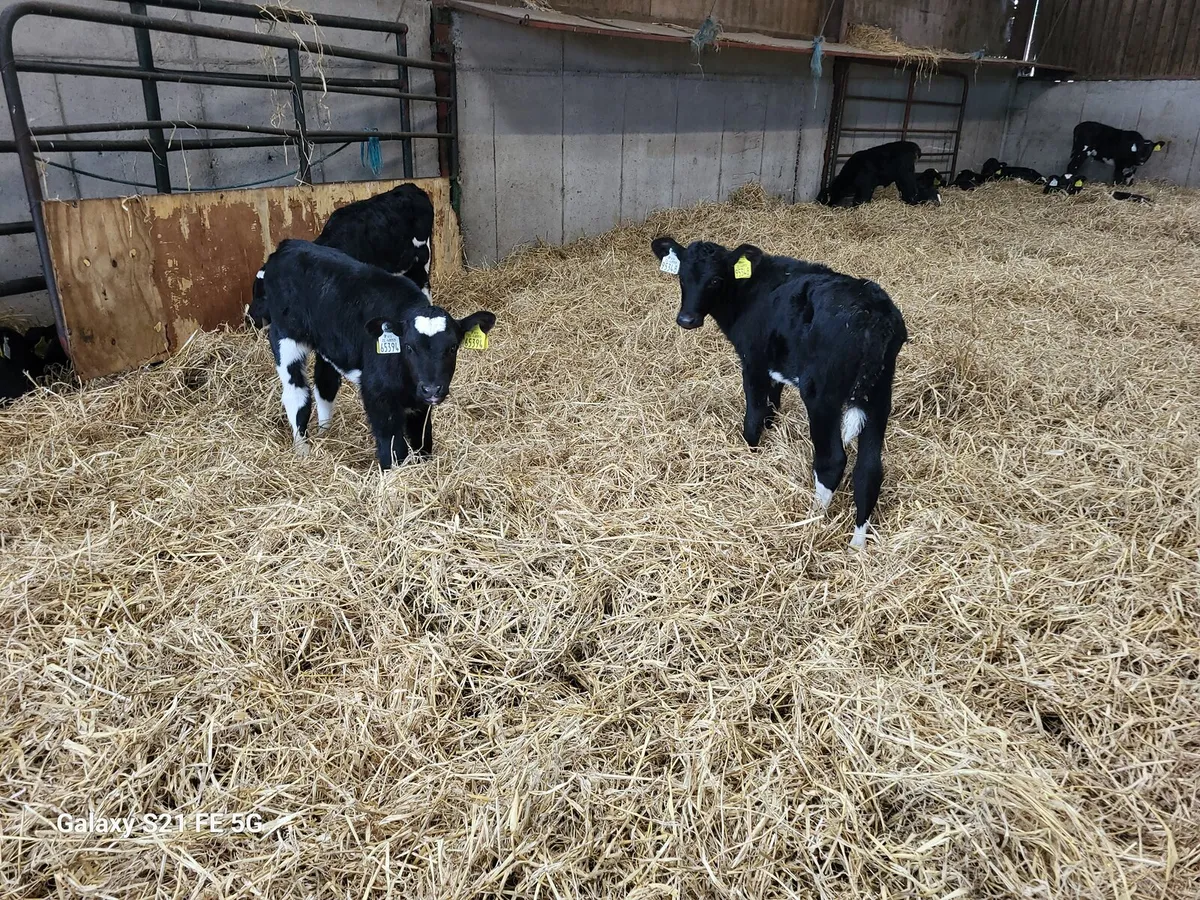 Freisan heifer calves