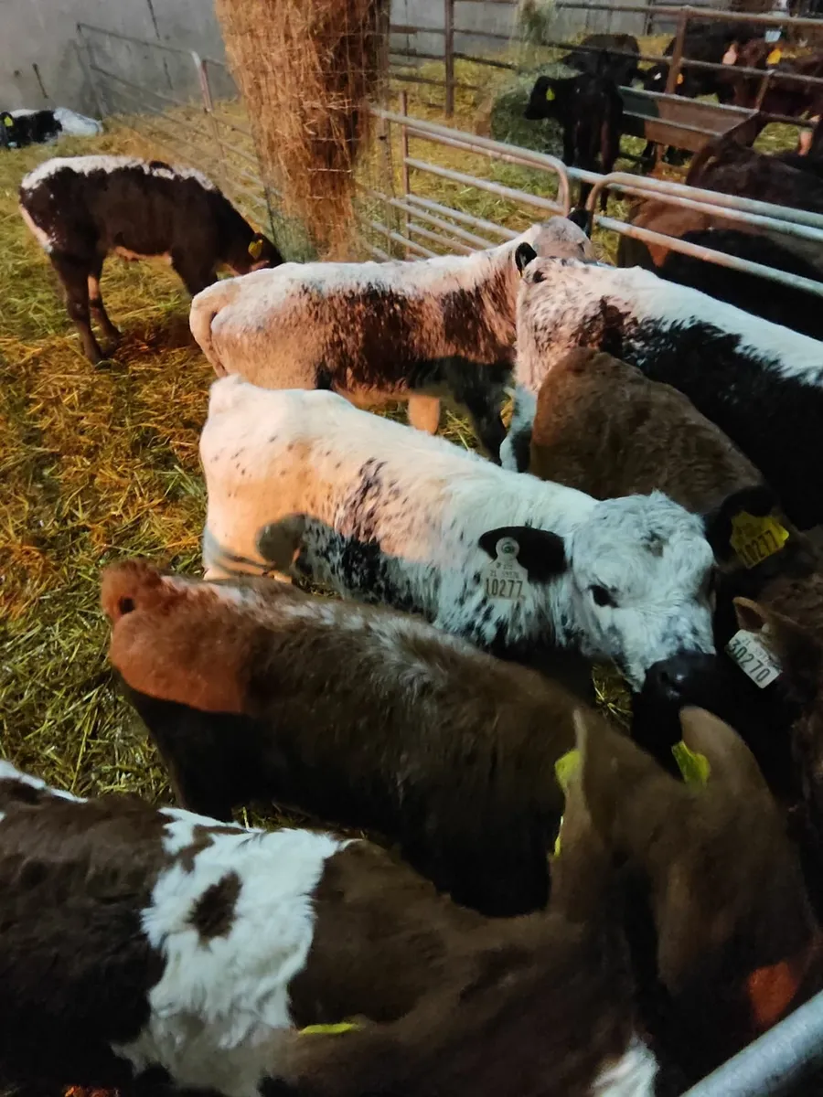 Speckle park, shorthorn and fr/je calves for sale in Co. Kildare for €