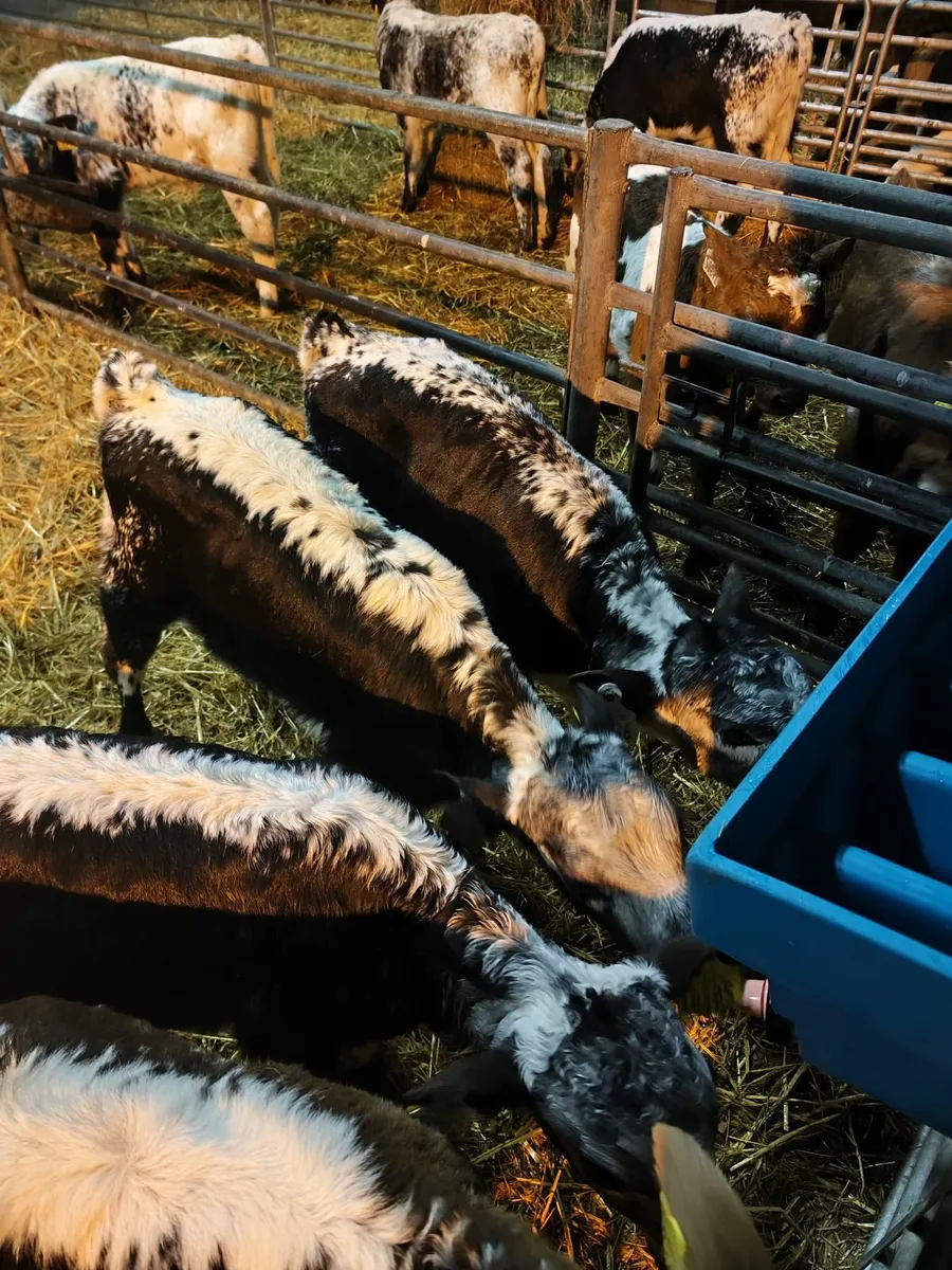 Speckle park, shorthorn and fr/je calves for sale in Co. Kildare for €