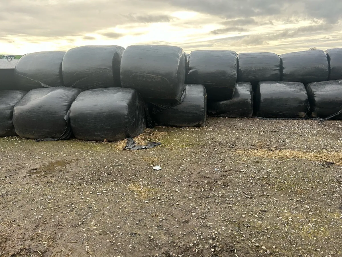 ROUND BALES OF  SILAGE