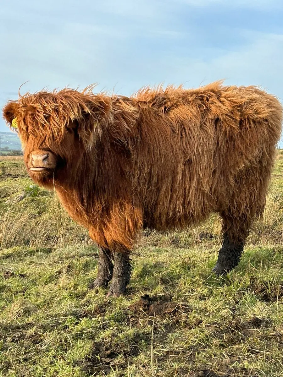 Highland Heifer  &  Bull Calves