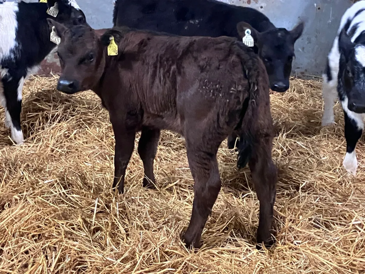 5 super continental calves for sale - Image 1