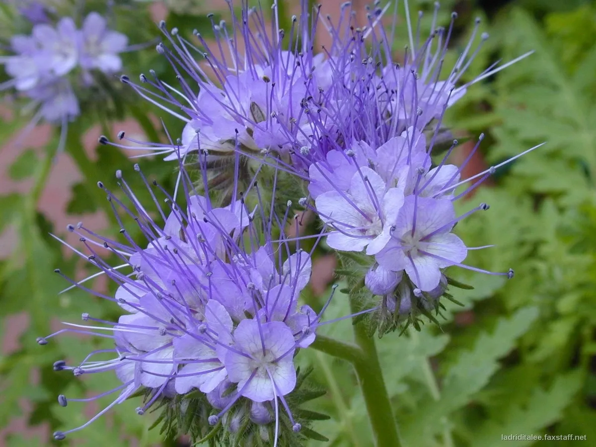 Phacelia Cover Crops & Wild Flower Mixes - Image 1