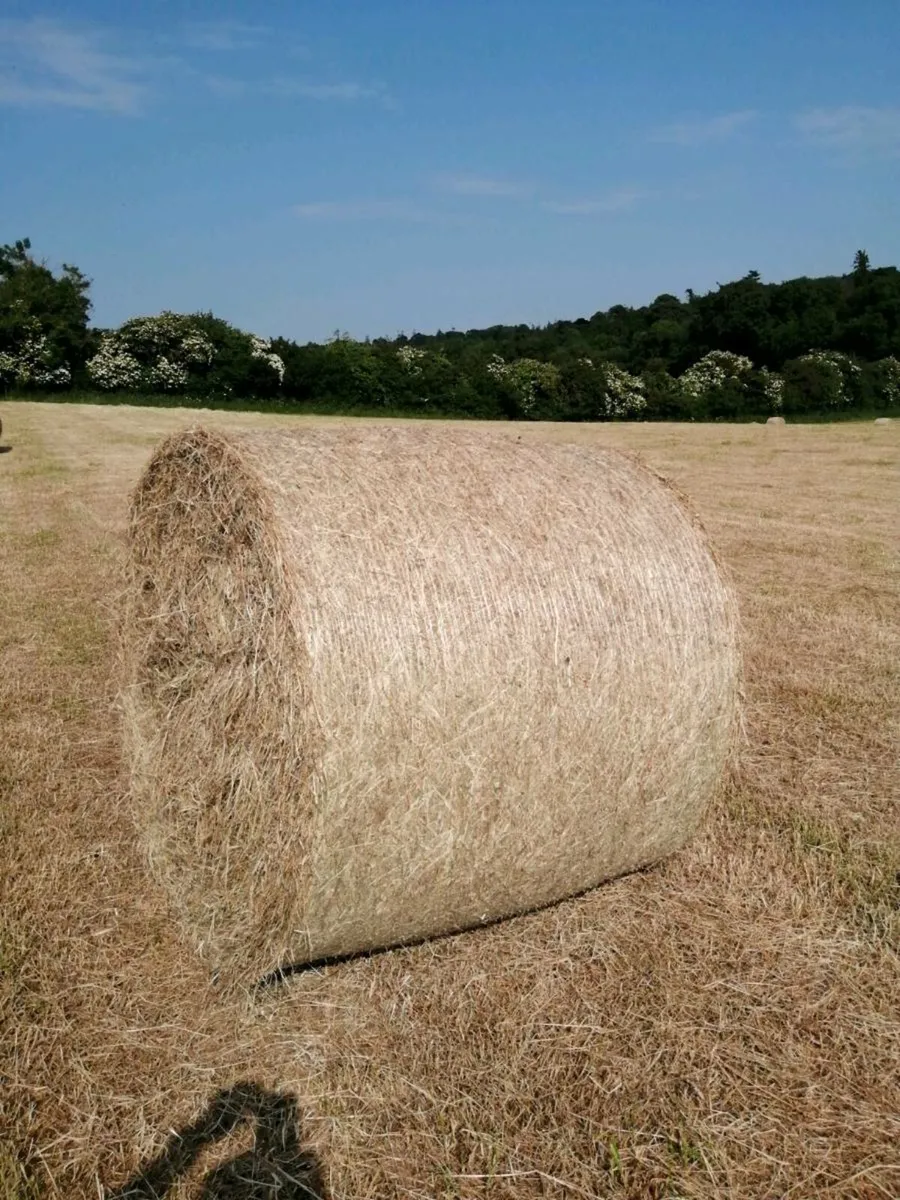 Horse hay