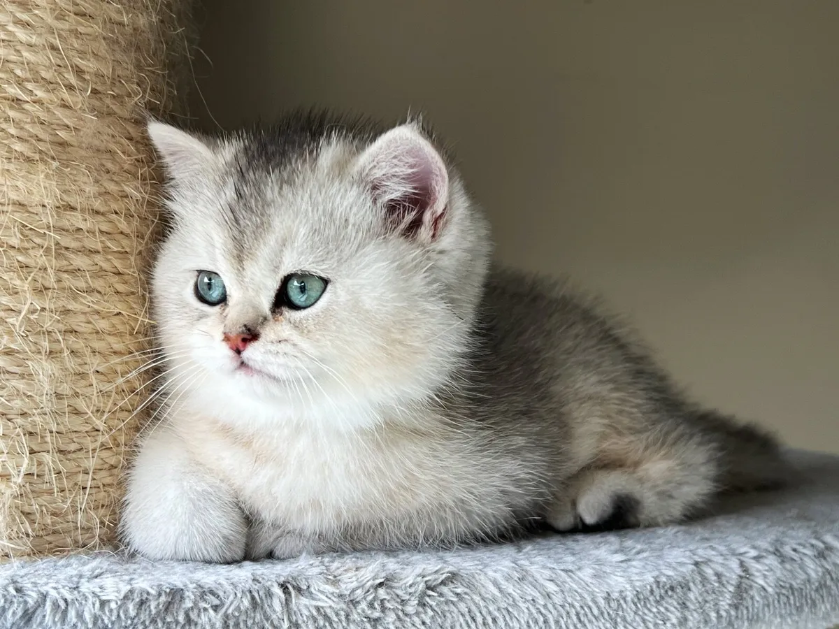 Beautiful British Shorthair Kittens ALL RESERVED!