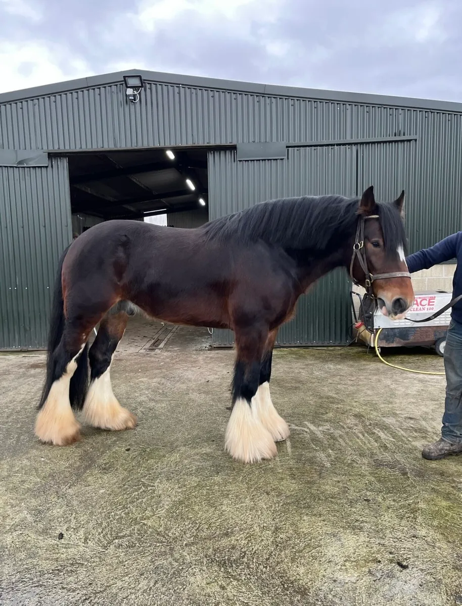16'1hh tradition Irish cob stallion at stud