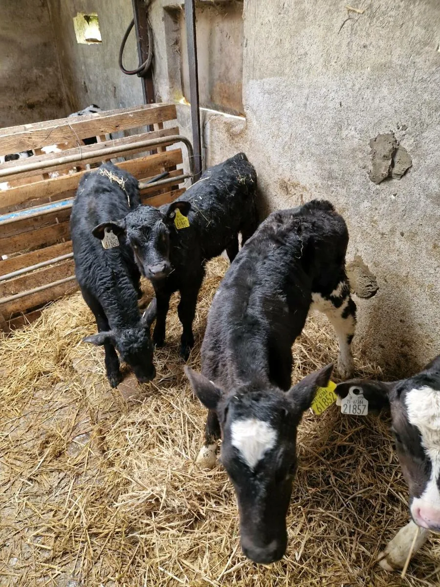 Calves for sale for sale in Co. Mayo for €0 on DoneDeal