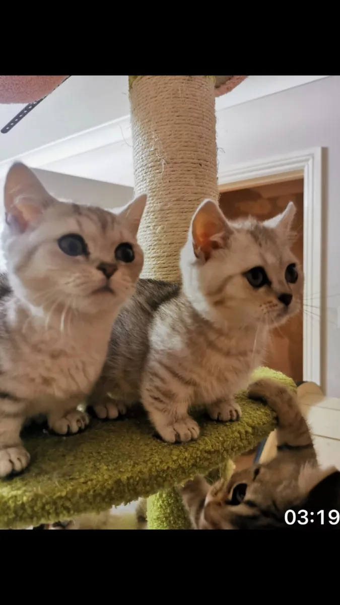 Munchkin British Shothair Kittens
