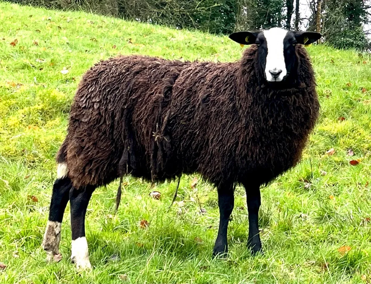 10 Zwartbles ewes - in lamb - for sale