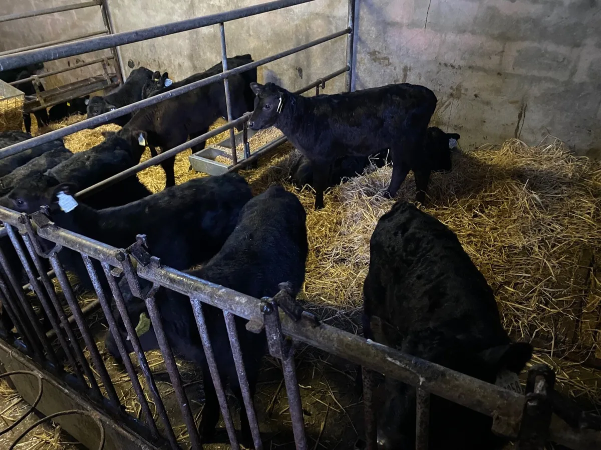 14 Aberdeen Angus Calves for sale for sale in Co. Cork for €170 on DoneDeal
