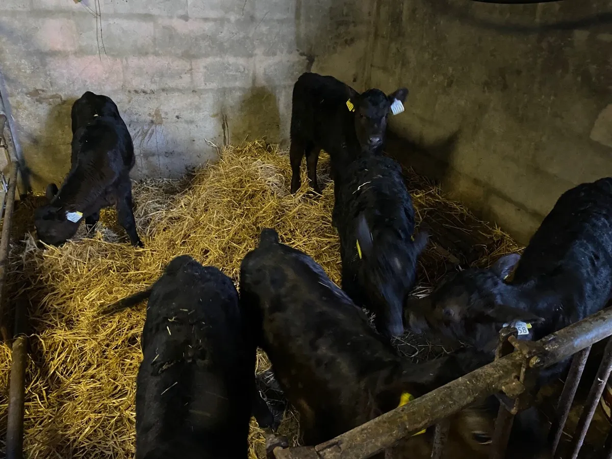 14 Aberdeen Angus Calves for sale for sale in Co. Cork for €170 on DoneDeal