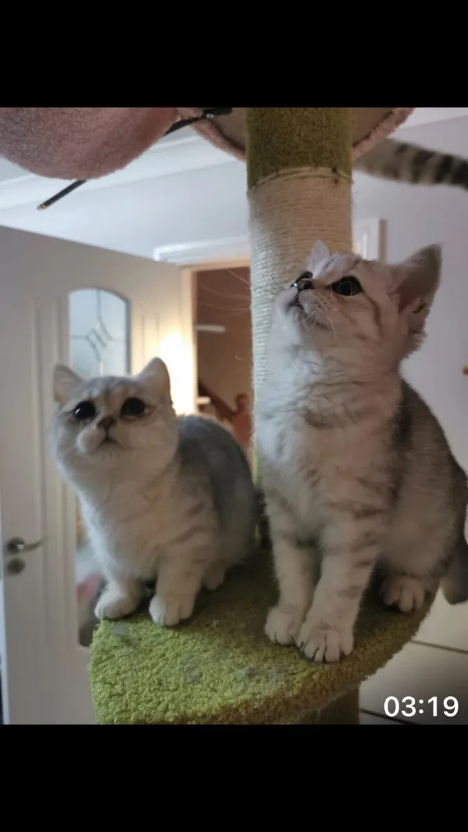 British shorthair kittens - Image 1