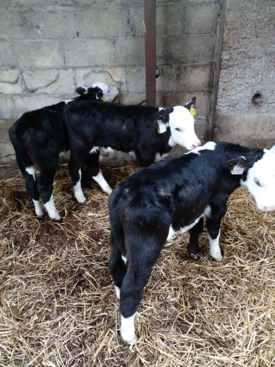Hereford and Aberdeen Angus calves