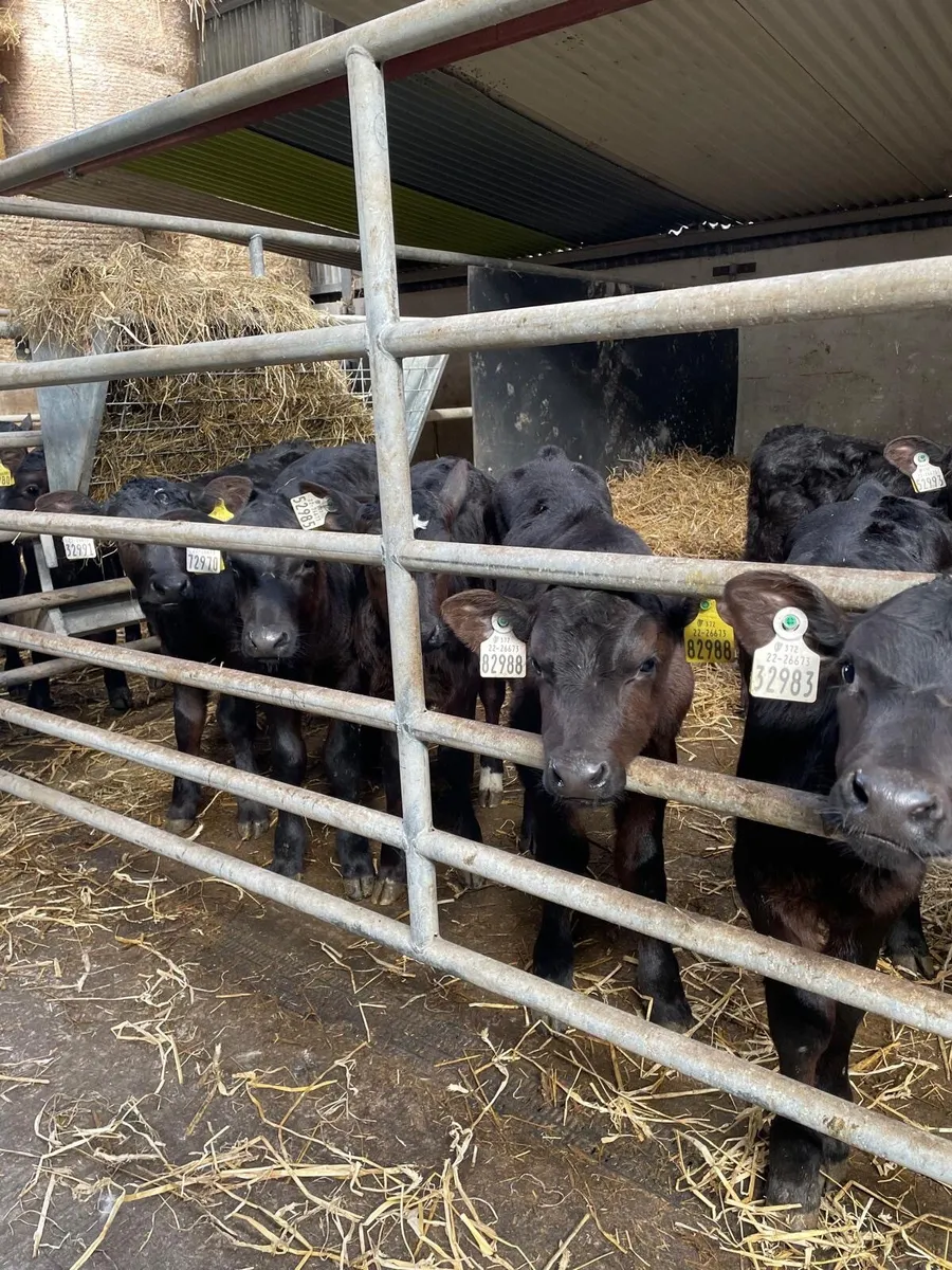 AA calves for sale for sale in Co. Cork for €280 on DoneDeal