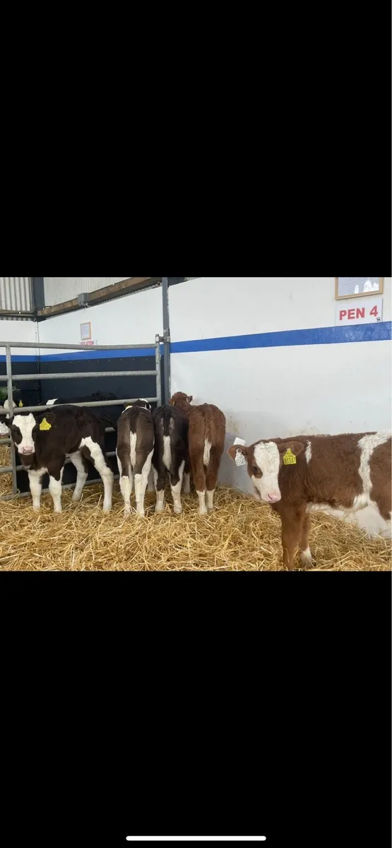 ⭐️Fresh Calves Arriving Saturday⭐️ for sale in Co. Mayo for €100 on